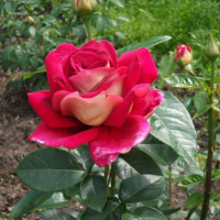 Как правильно посадить розу весной и осенью в грунт: выбор места и саженцев