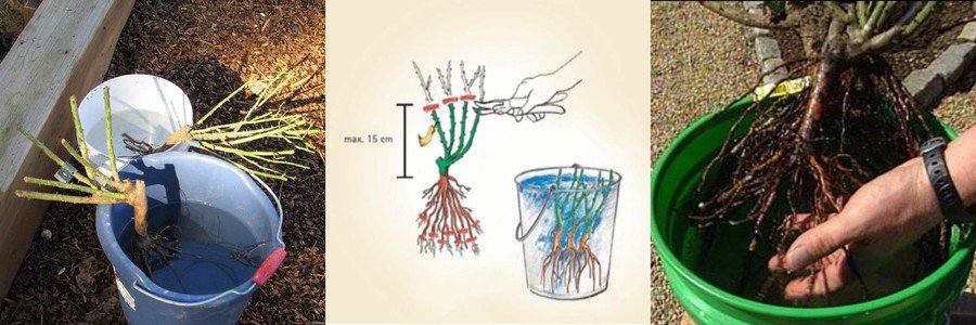 Подготовка саженцев розы к посадке