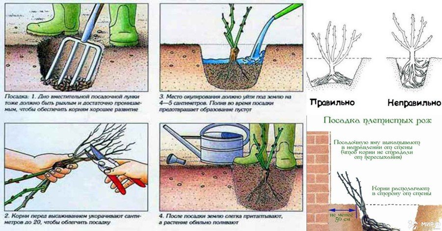Как посадить плетистую розу