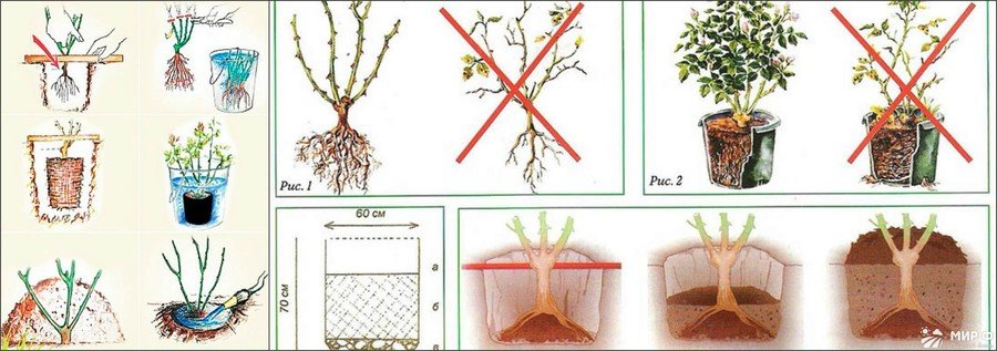 Посадка плетистой розы