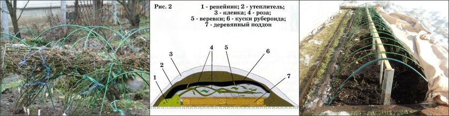 Укрытие плетистых роз на зиму