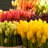Тюльпан Грейга 18 фото характеристика вида популярные сорта и особенности их выращивания