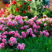 Что можно посадить рядом с розами: список подходящих цветов