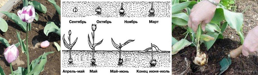 Уход за тюльпанами весной