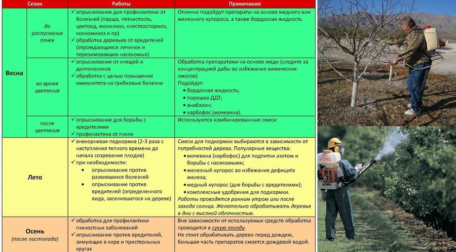 Обработка от вредителей и болезней. Таблица опрыскивания плодовых деревьев. Осенняя обработка сада от болезней и вредителей. Обработка деревьев весной от вредителей. Осенняя обработка плодовых деревьев от вредителей и болезней осенью.