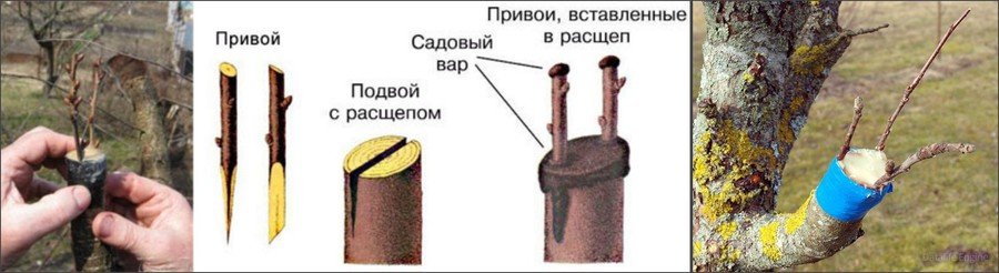 Прививка и перепрививка плодовых деревьев