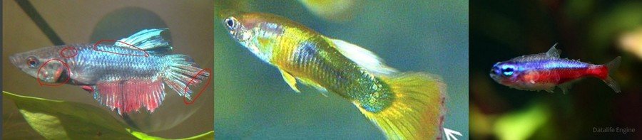 Болезни аквариумных рыб на глазах и их лечение фото thumbnail