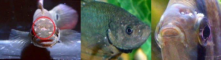 Болезни аквариумных рыб на глазах фото и их лечение фото thumbnail