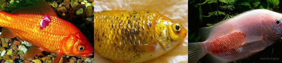 Все болезни аквариумных рыб с фото thumbnail