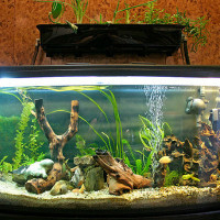 Правила содержания аквариумных рыбок в домашних условиях
