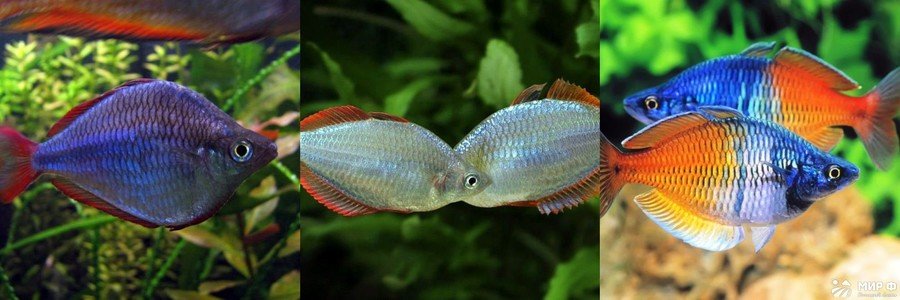 Радужница аквариумная рыбка