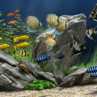 Полная таблица совместимости аквариумных рыб