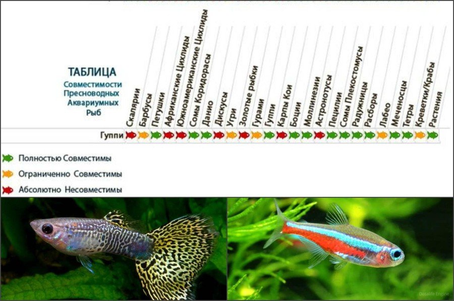 Сколько можно содержать. Таблица совместимости гуппи с другими рыбками. Совместимость рыб гуппи с другими рыбами. Барбусы и данио совместимость. Гуппи рыбки совместимость таблица.