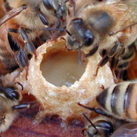 Что такое маточное молочко пчелиное