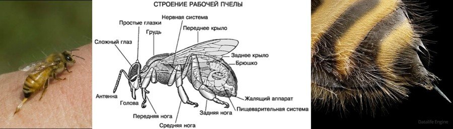 Устройство осы. Строение медоносной пчелы с жалом. Строение жала у пчел и ОС. Строение перепончатокрылых. Строение пчелиного жала.