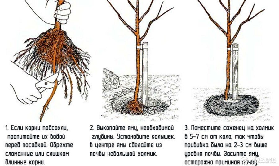 Как посадить сливу осенью