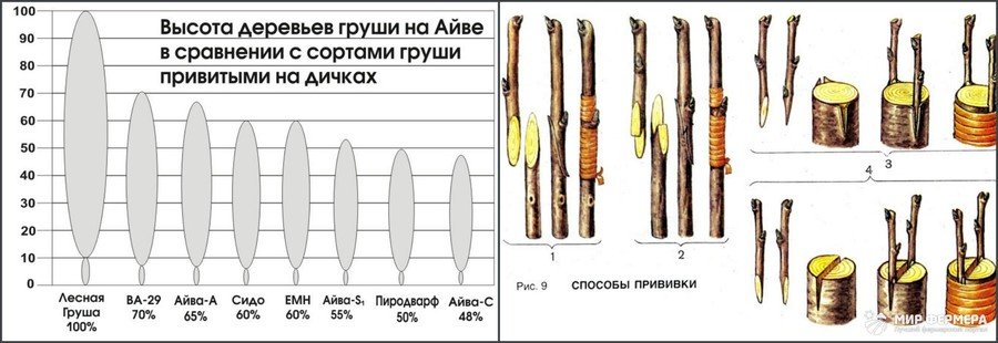 Типы подвоев для груши