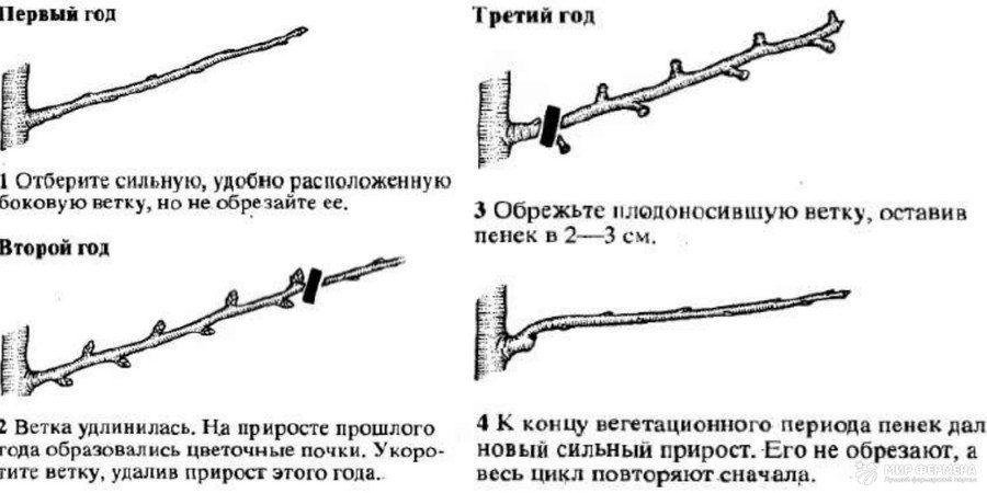 Обновляющая обрезка груши инструкция