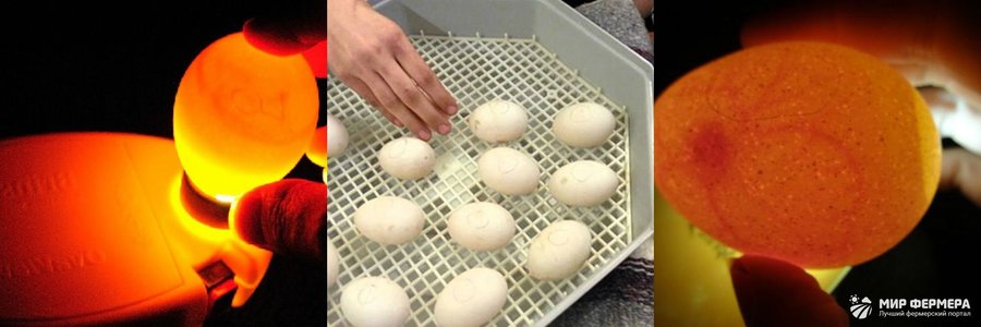Фото оплодотворенных гусиных яиц