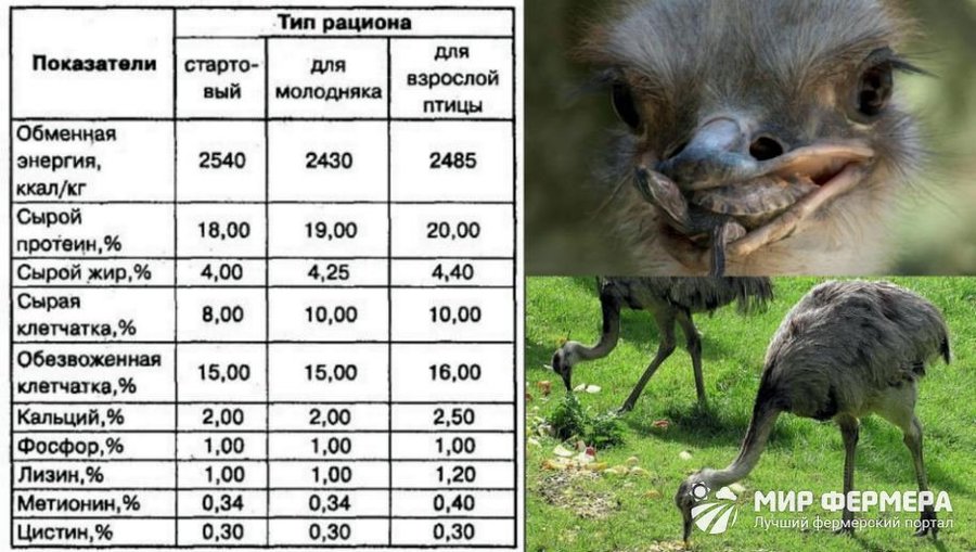 Особенности кормления страусов