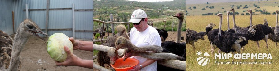 Корм для африканского страуса