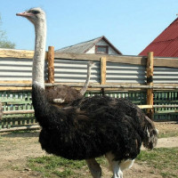 Разведение страусов в домашних условиях для начинающих