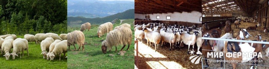 Содержание овец на пастбище и в стойле