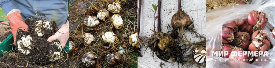 Как хранить луковицы лилий