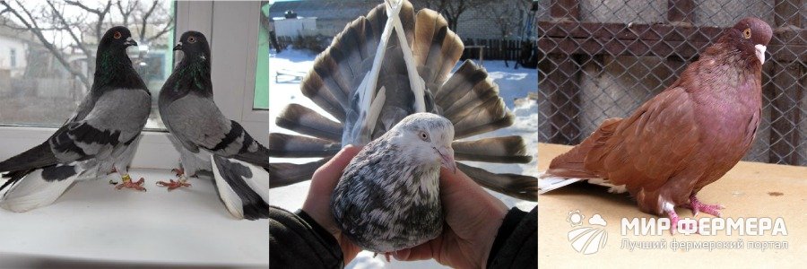 Николаевский голубь фото