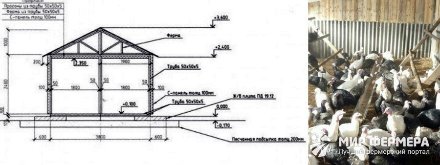 Индюшатник на 20 индюков своими руками чертежи