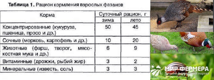 Рацион кормления фазанов