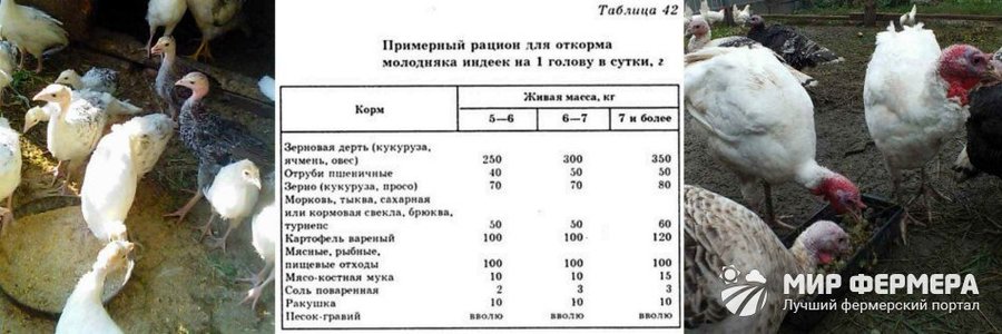 Схема откорма индюков