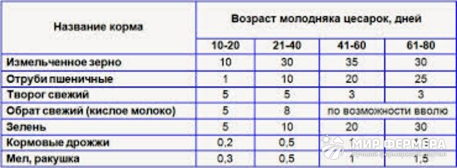 Рацион птенцов цесарки