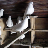 Содержание голубей в домашних условиях