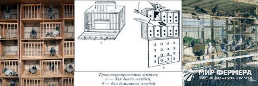Клетки для голубей своими руками