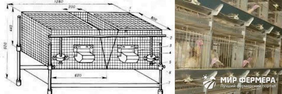 Требования к размерам и устройству клетки