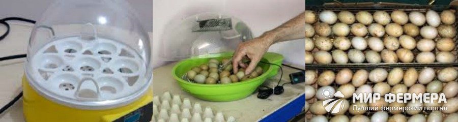 Яйца фазанов в инкубаторе