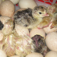 Режим и особенности инкубации яиц индейки в домашних условиях