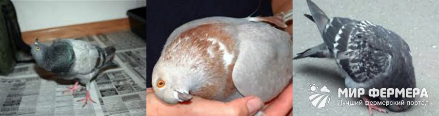 Болезни домашних голубей и их лечение в домашних условиях thumbnail