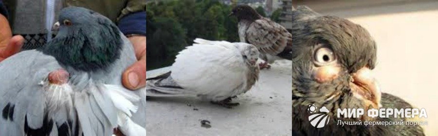 Сальмонеллез у голубей