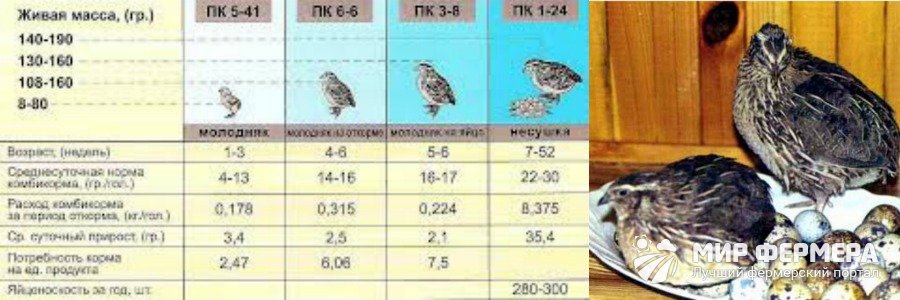 Рацион откорма перепелов