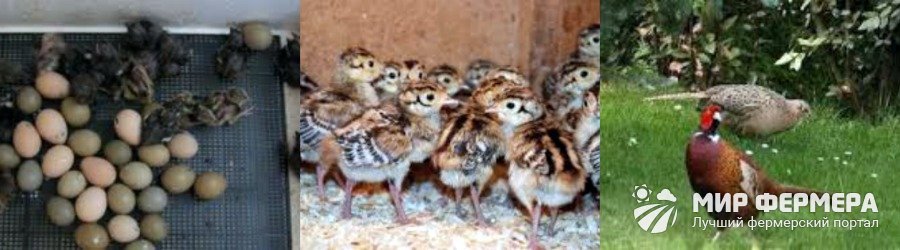 С чего начать бизнес по разведению фазанов?