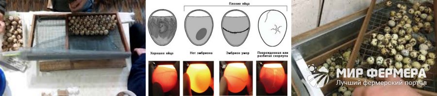 Сбор и хранение перепелиных яиц для инкубации