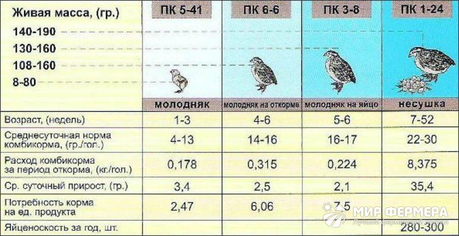 Чем кормить перепелят