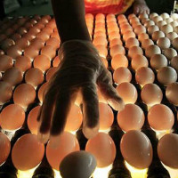 Инкубатор своими руками: как сделать для яиц из холодильника с терморегулятором, схемы, чертежи, фото и видео, изготовление для успешного птицеводства