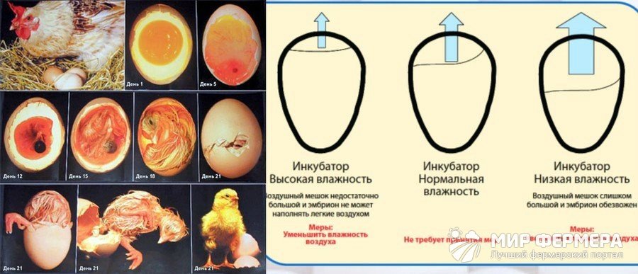 Инкубация куриных яиц по дням фото