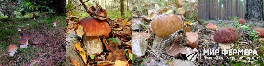 Где искать белый гриб в лесу