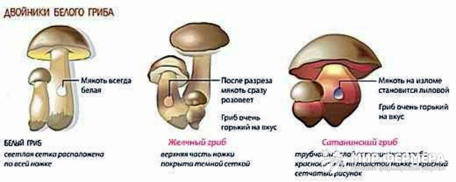 Несъедобный белый гриб