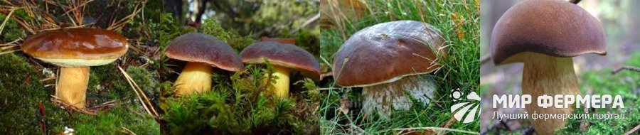 Польский белый гриб фото