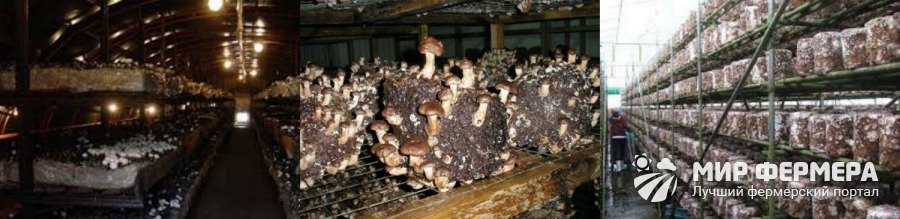 Выращивание белых грибов в теплице